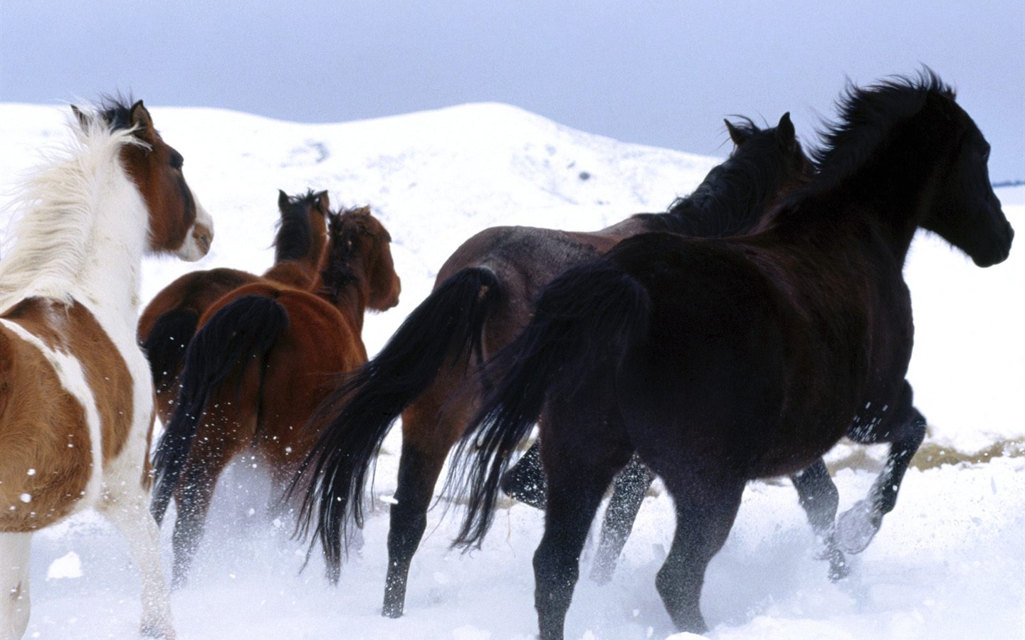 Fondo de pantalla de fotos de caballos (2) #3 - 1440x900