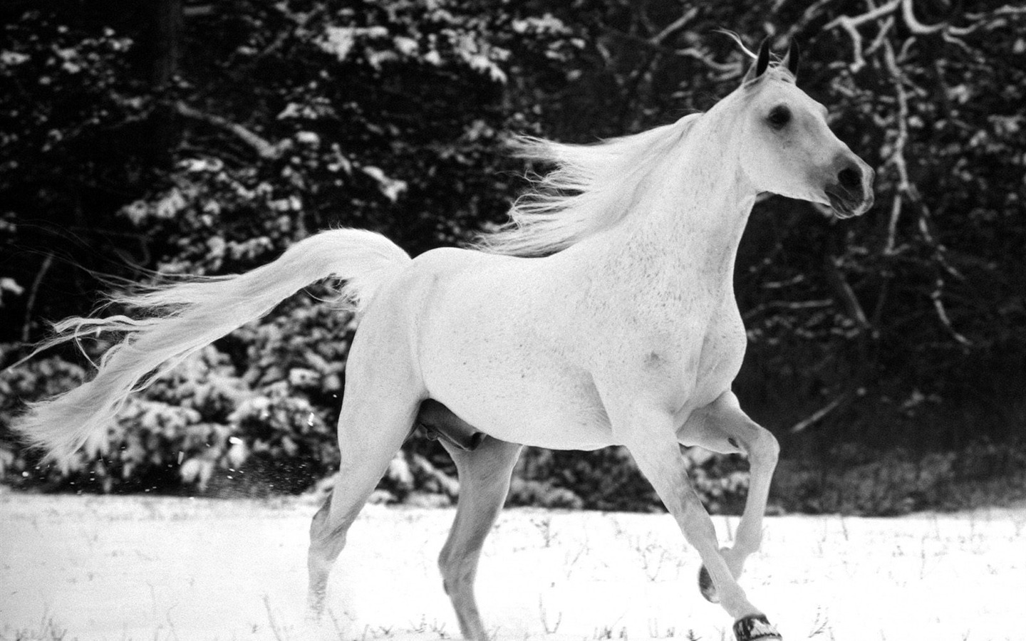 Horse Photo Wallpaper (2) #4 - 1440x900