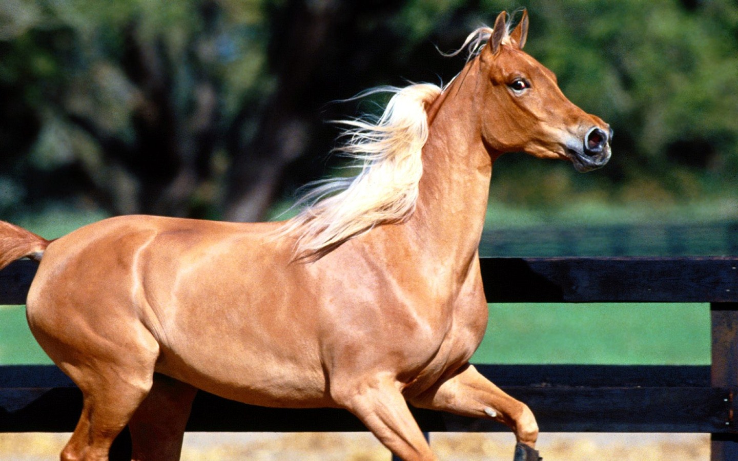 Fondo de pantalla de fotos de caballos (2) #5 - 1440x900