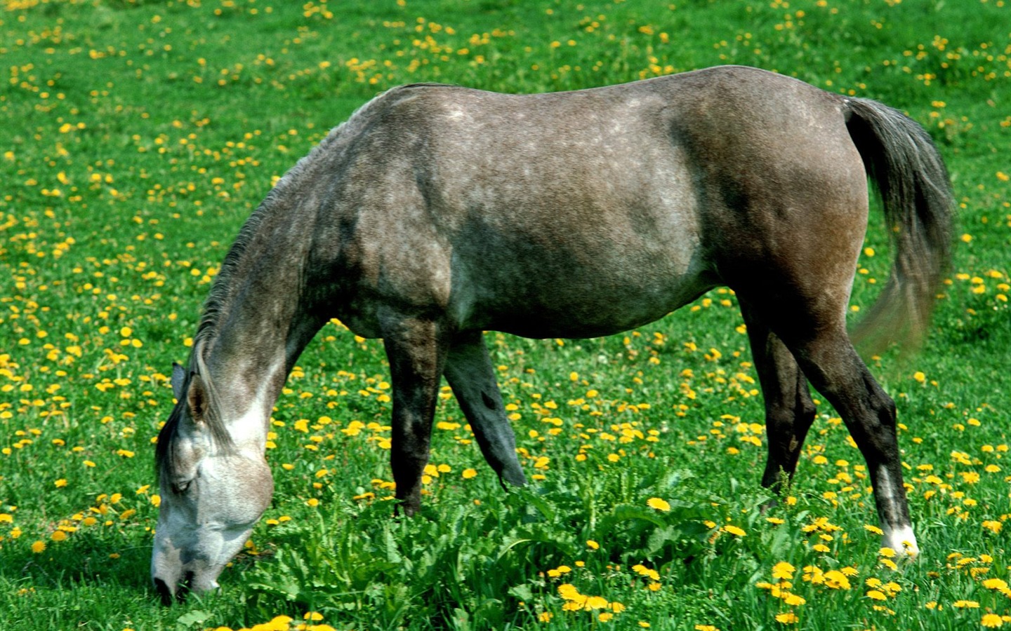 Fondo de pantalla de fotos de caballos (2) #7 - 1440x900