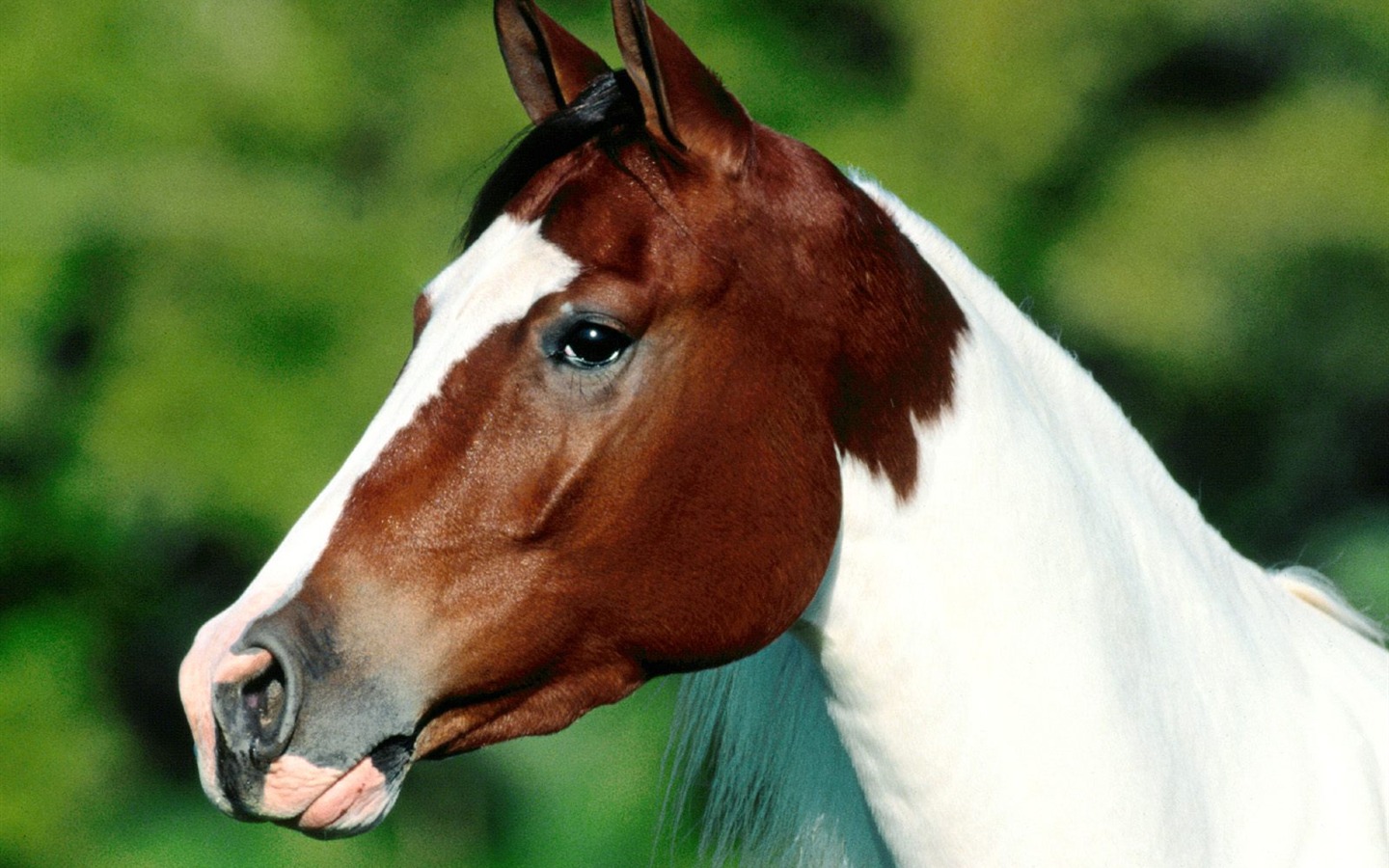 Fondo de pantalla de fotos de caballos (2) #8 - 1440x900