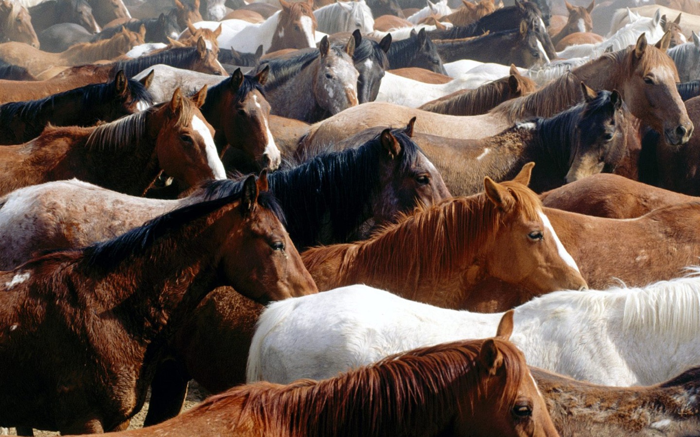 Koně Foto tapety (2) #16 - 1440x900