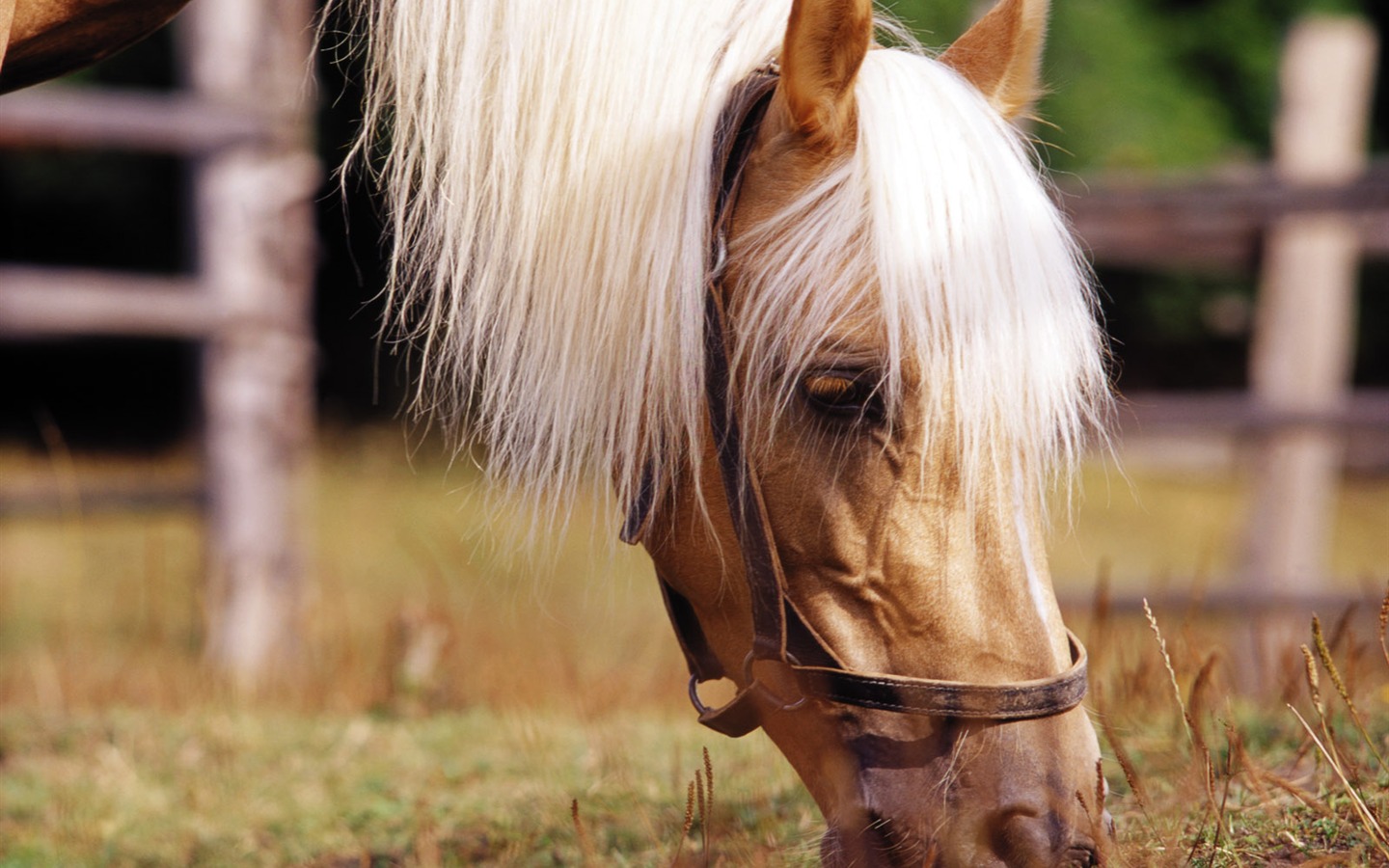 Koně Foto tapety (3) #1 - 1440x900