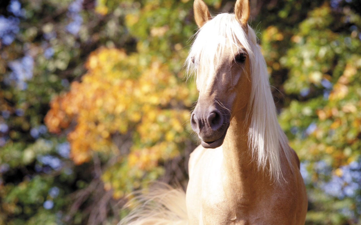 Fondo de pantalla de fotos de caballos (3) #2 - 1440x900
