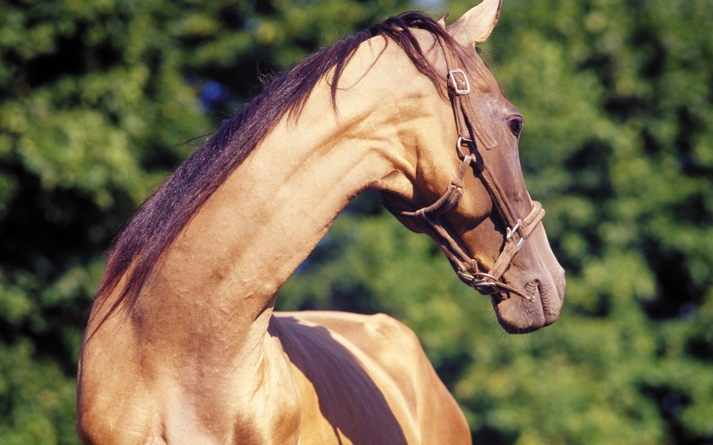 Fondo de pantalla de fotos de caballos (3) #20 - 1440x900