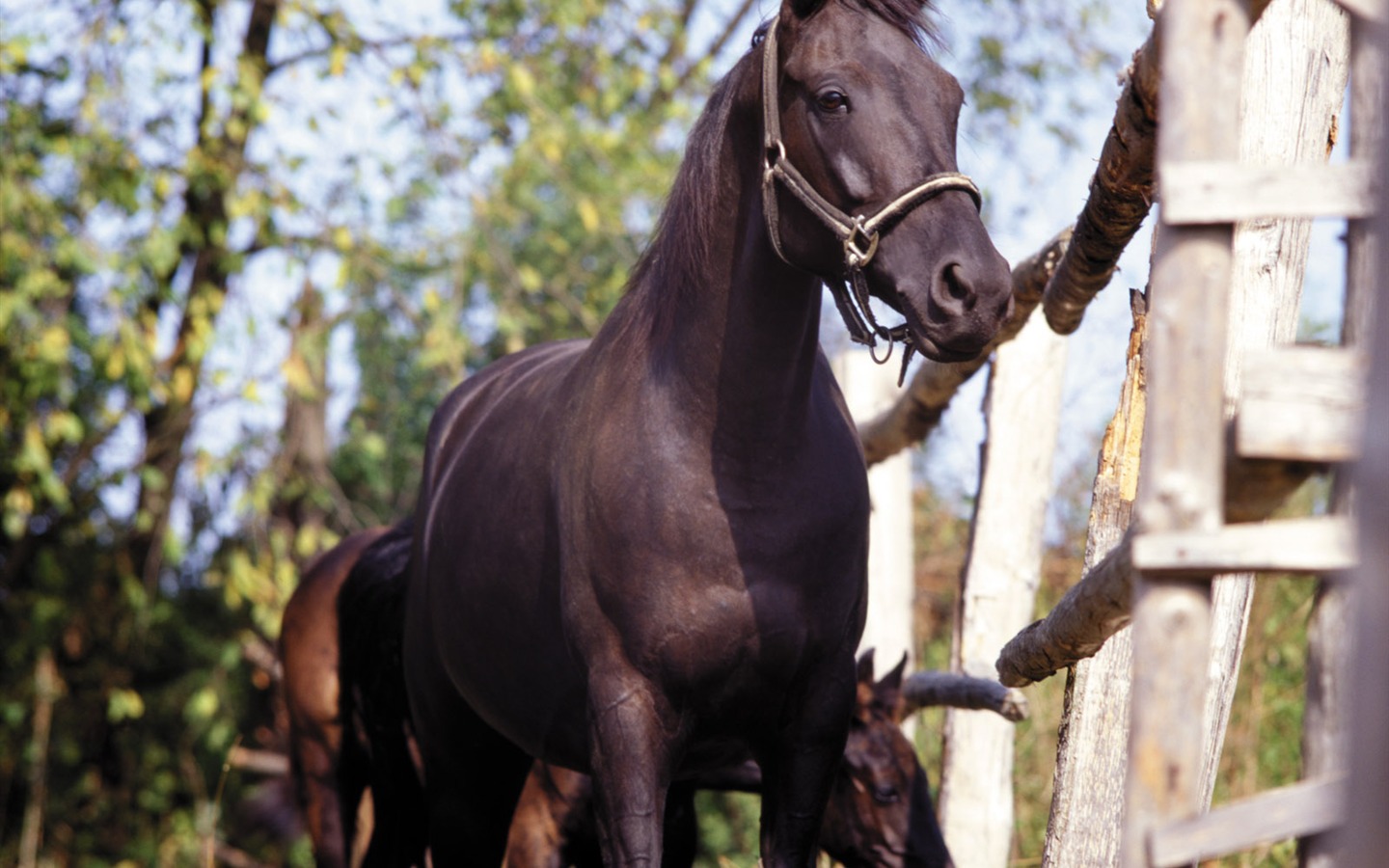 Horse Fondos de fotos (4) #4 - 1440x900