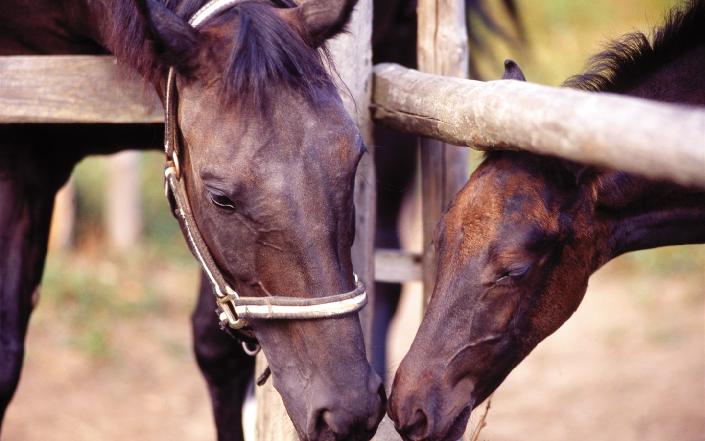 Лошадь Фото обои (4) #15 - 1440x900
