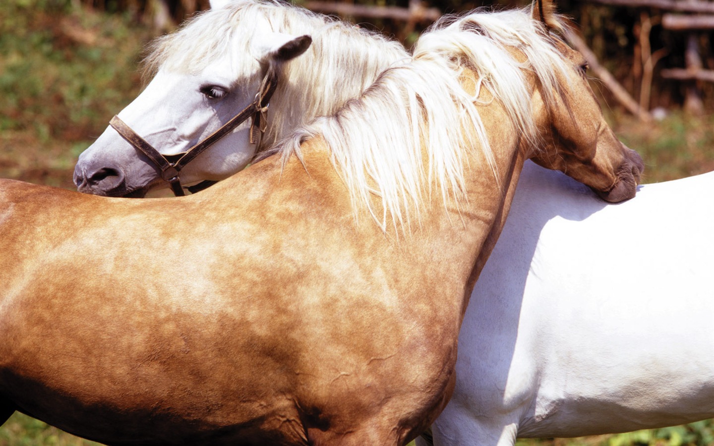 Horse Fondos de fotos (4) #20 - 1440x900
