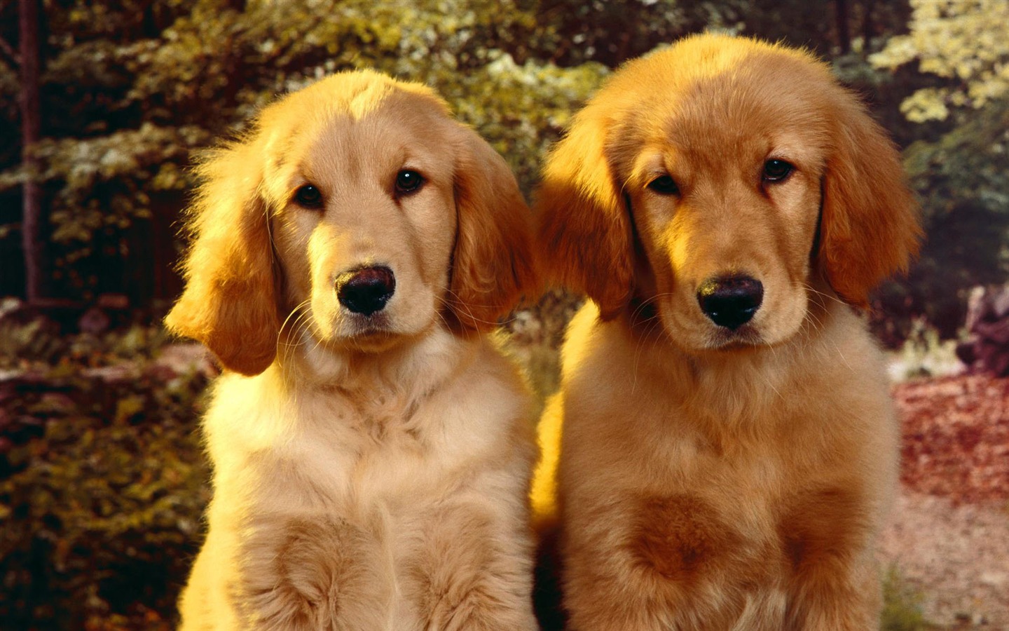 Puppy Photo HD wallpapers (2) #1 - 1440x900