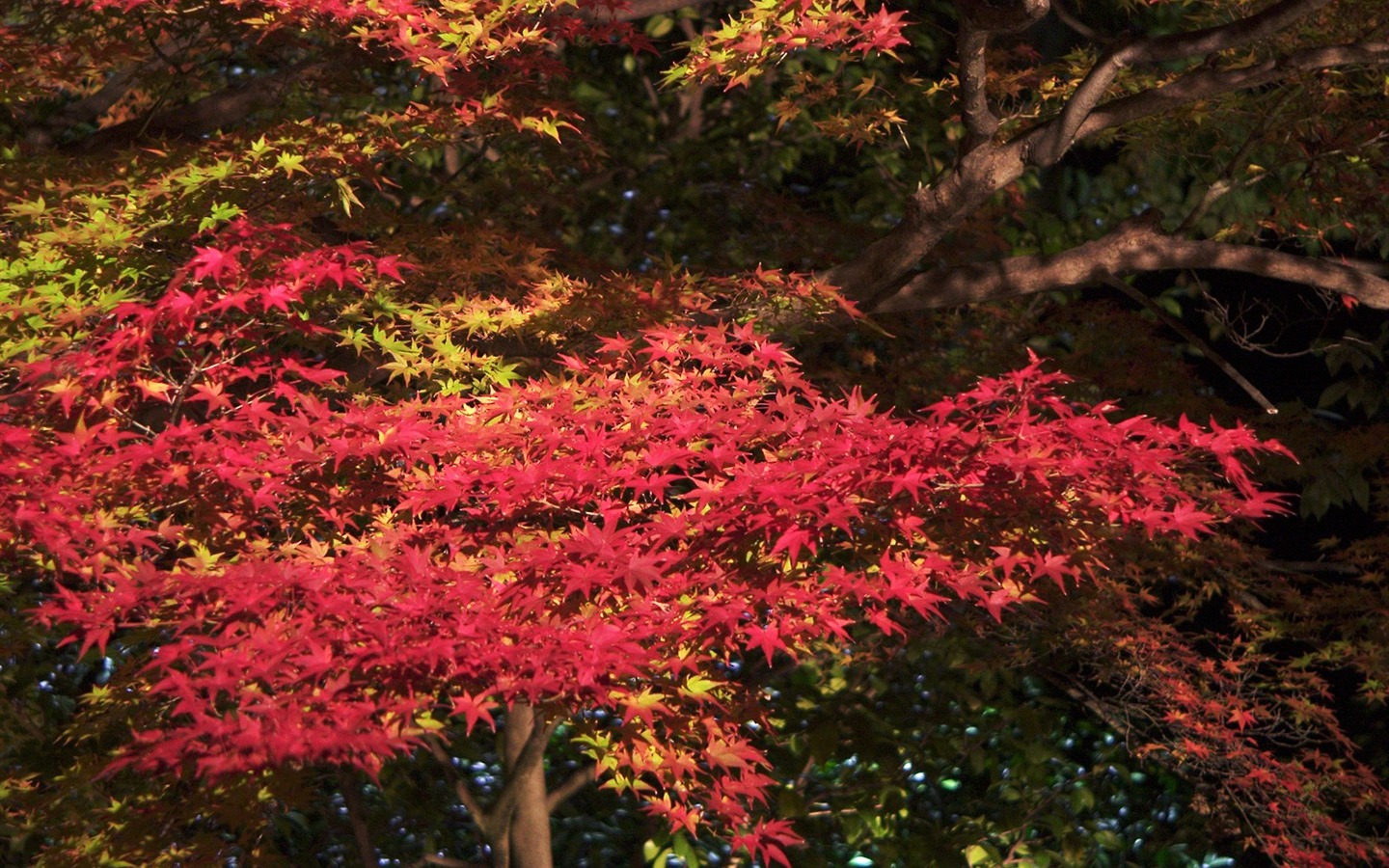 枫叶满天 壁纸(二)9 - 1440x900