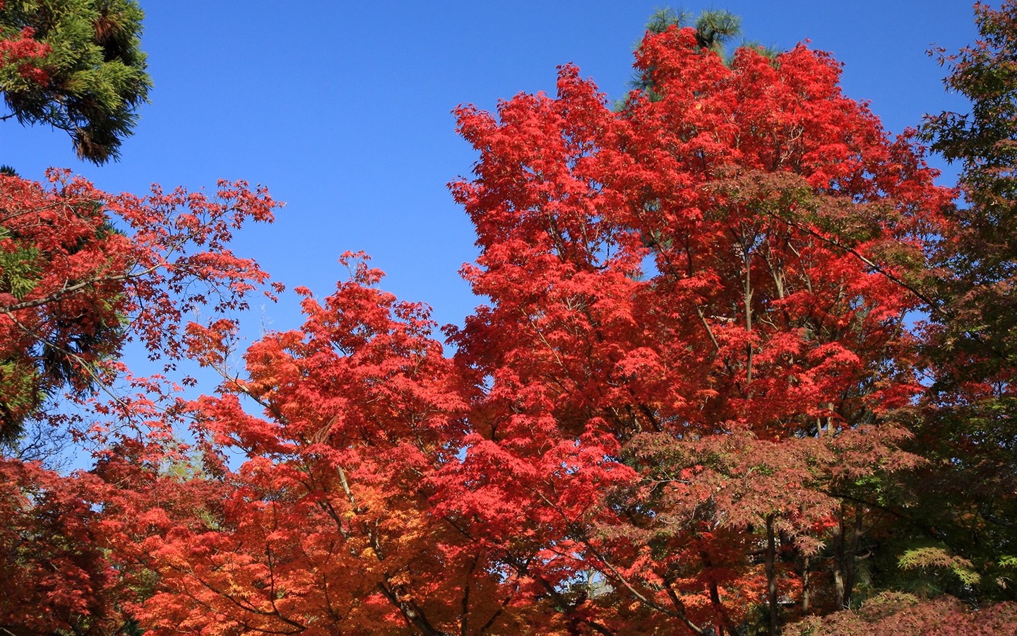 Maple Himmel Wallpaper (3) #3 - 1440x900