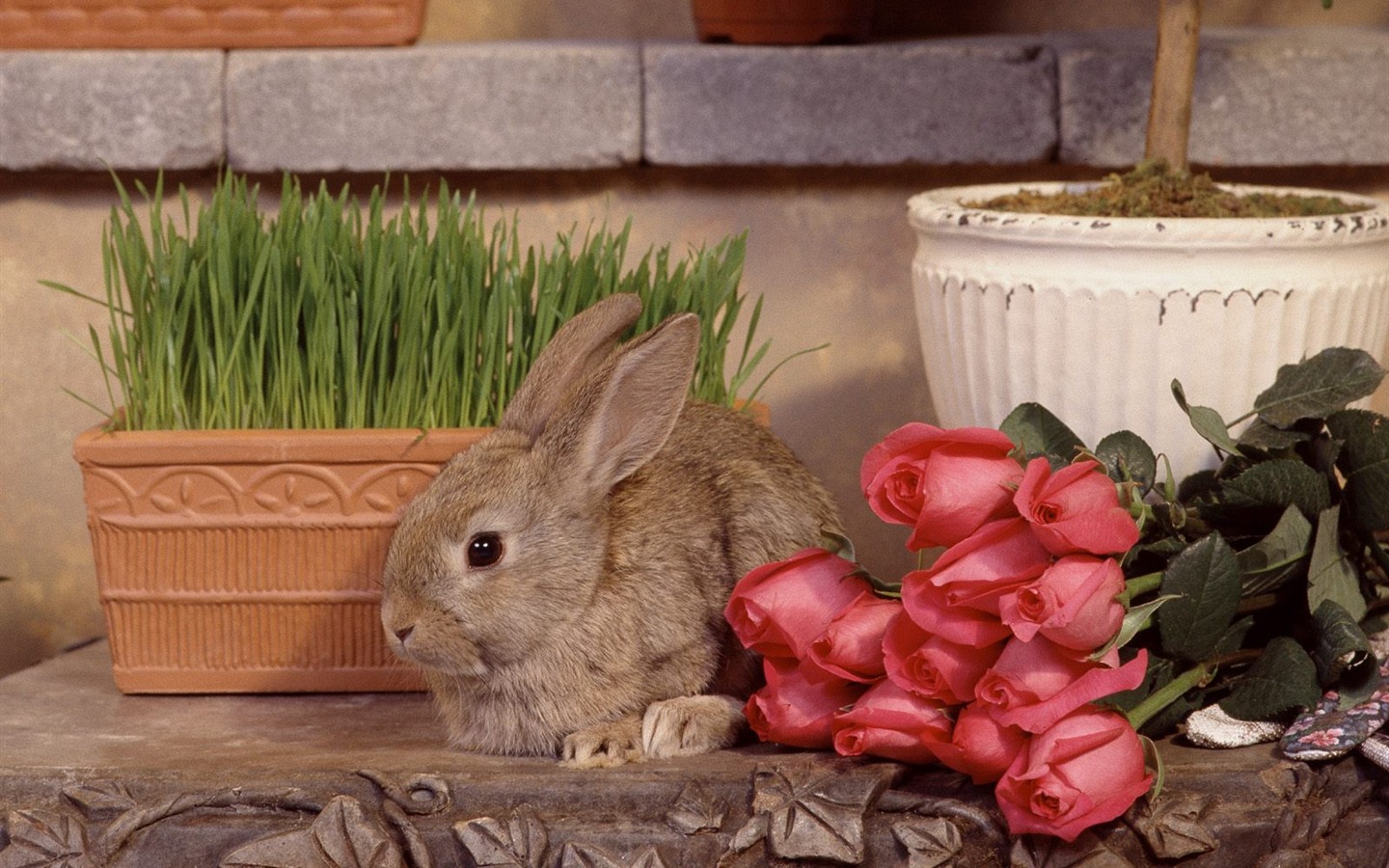 兔子写真 壁纸(一)14 - 1440x900