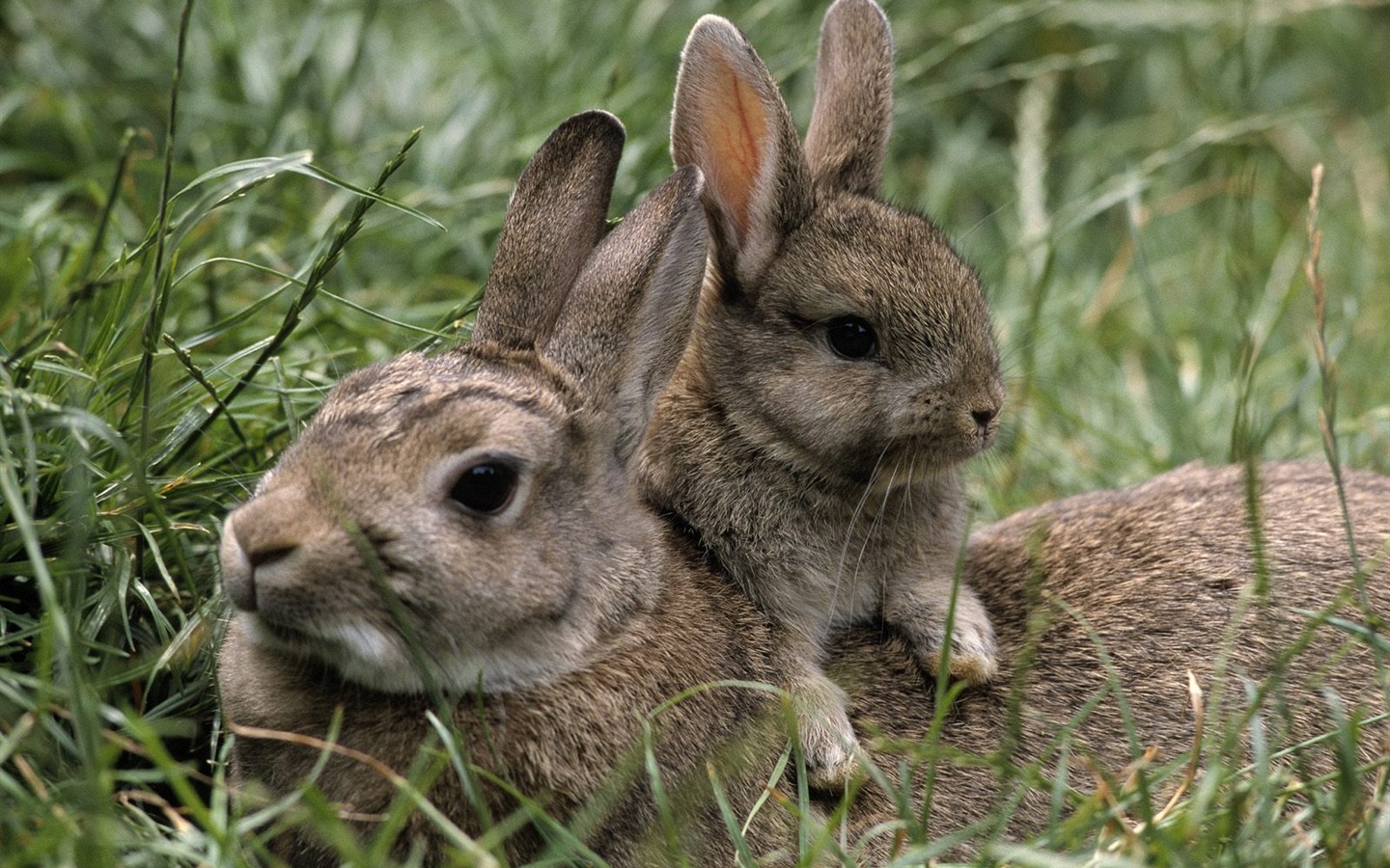 Rabbit Photo Wallpaper (1) #18 - 1440x900