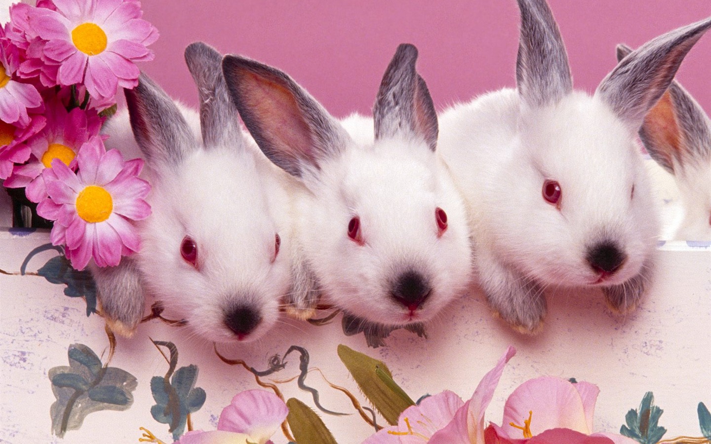 兔子写真 壁纸(一)22 - 1440x900