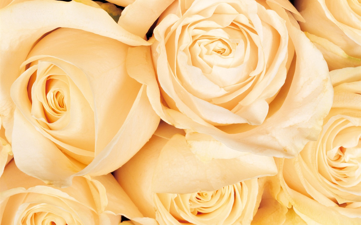 Rose Photo Wallpaper (1) #2 - 1440x900