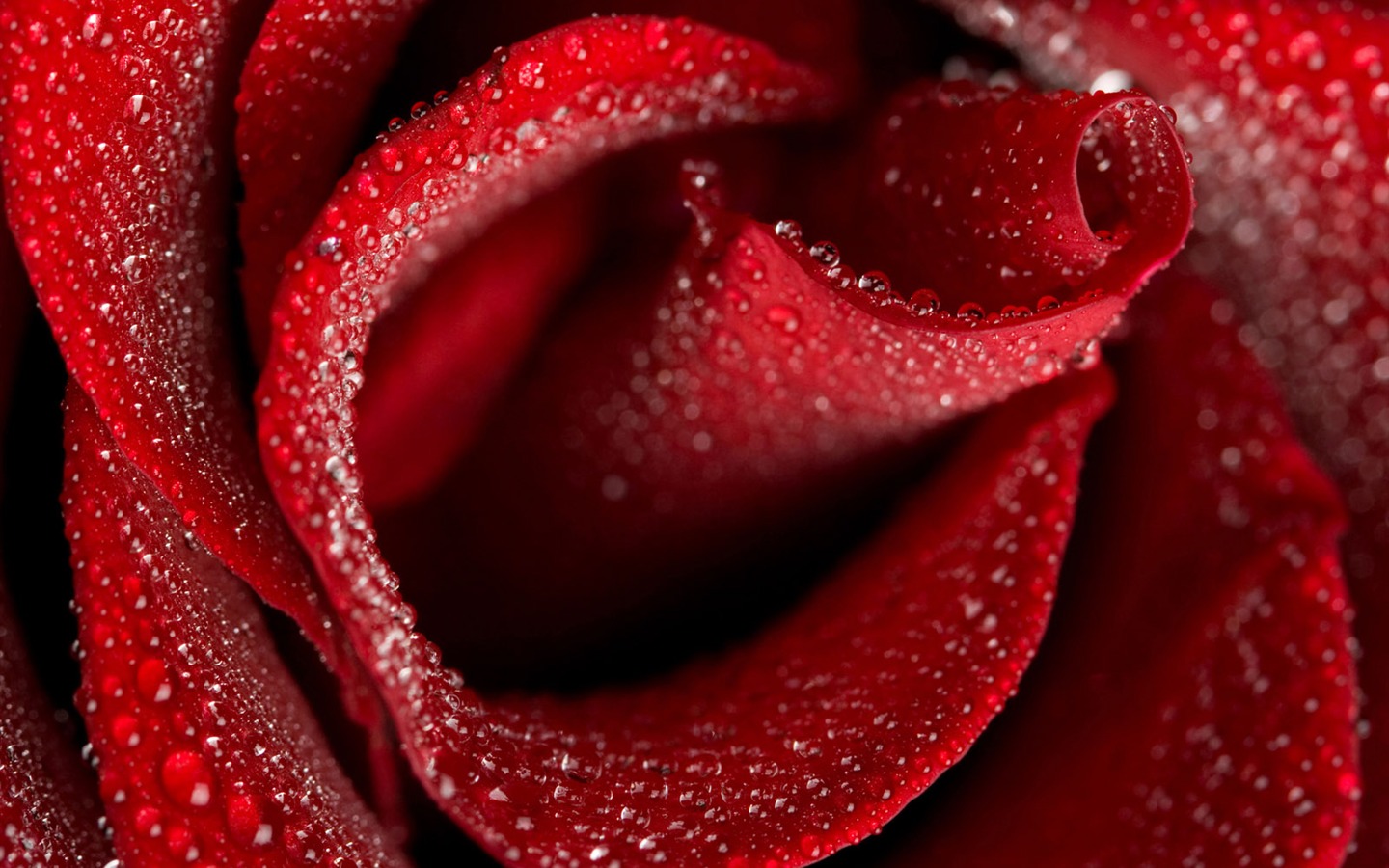 Rose Photo Wallpaper (1) #7 - 1440x900