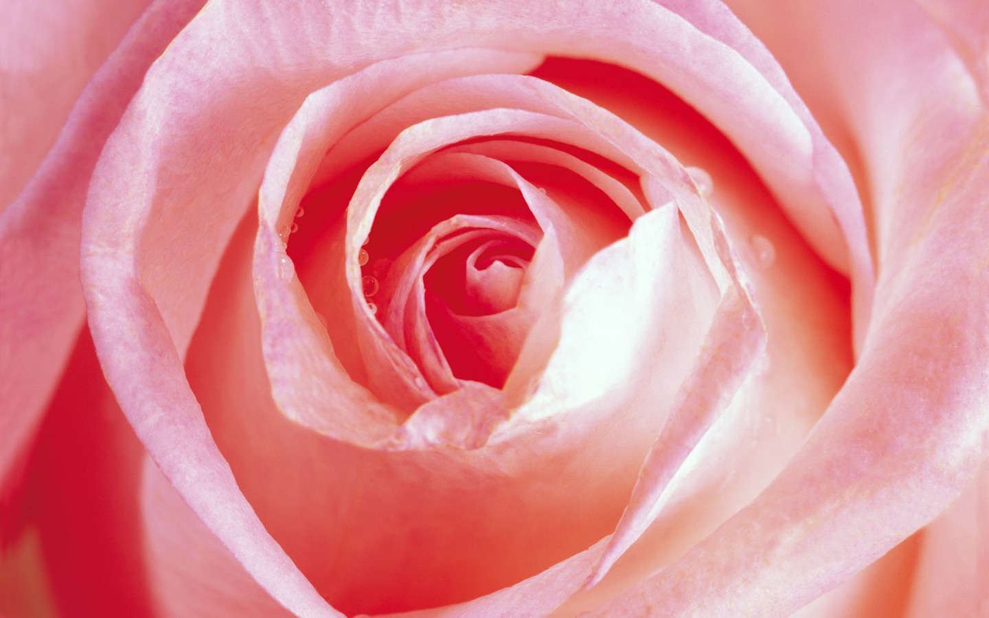 Rose Photo Wallpaper (1) #8 - 1440x900