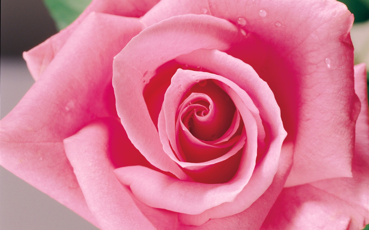 Rose Photo Wallpaper (1) #19 - 1440x900