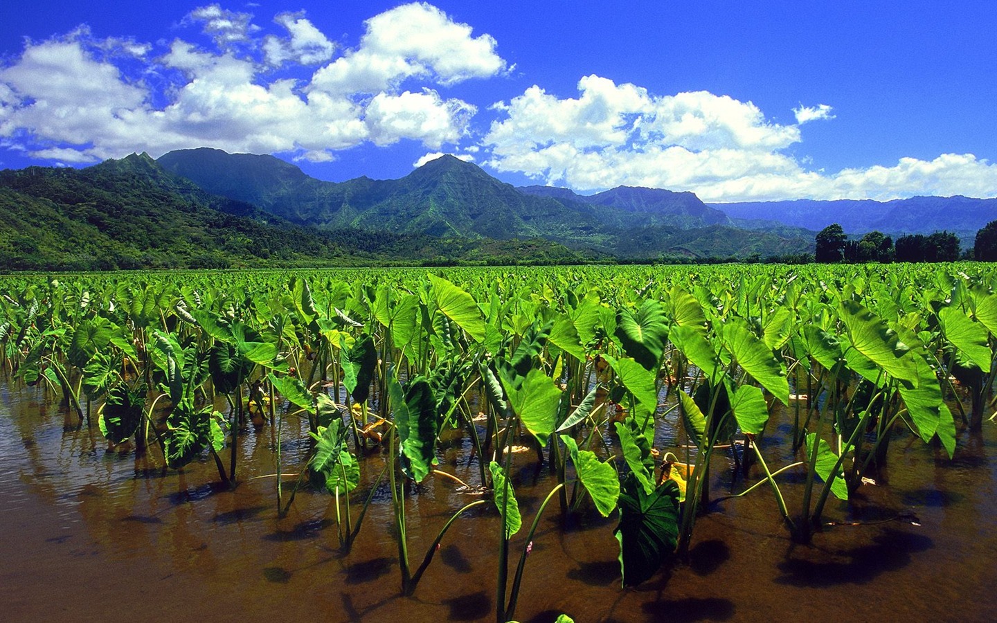 ハワイの壁紙の美しい風景 #27 - 1440x900