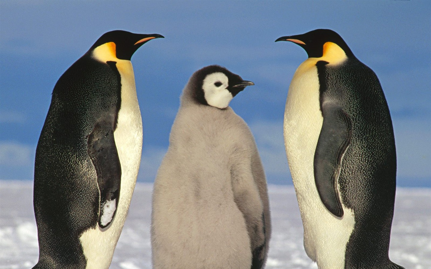 Пингвин Фото обои #2 - 1440x900