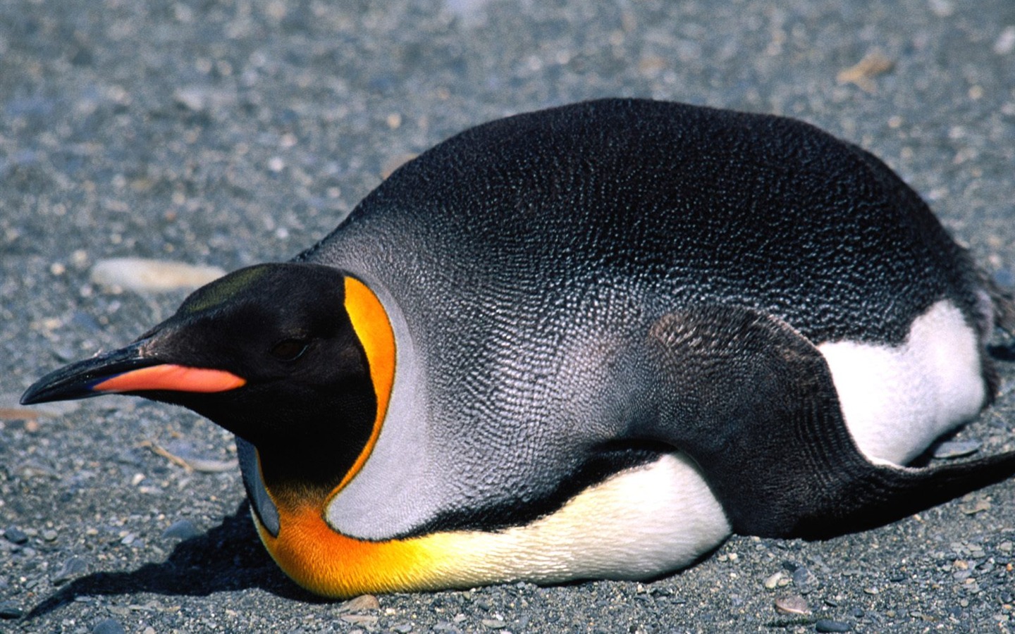 Penguin Foto Wallpaper #9 - 1440x900