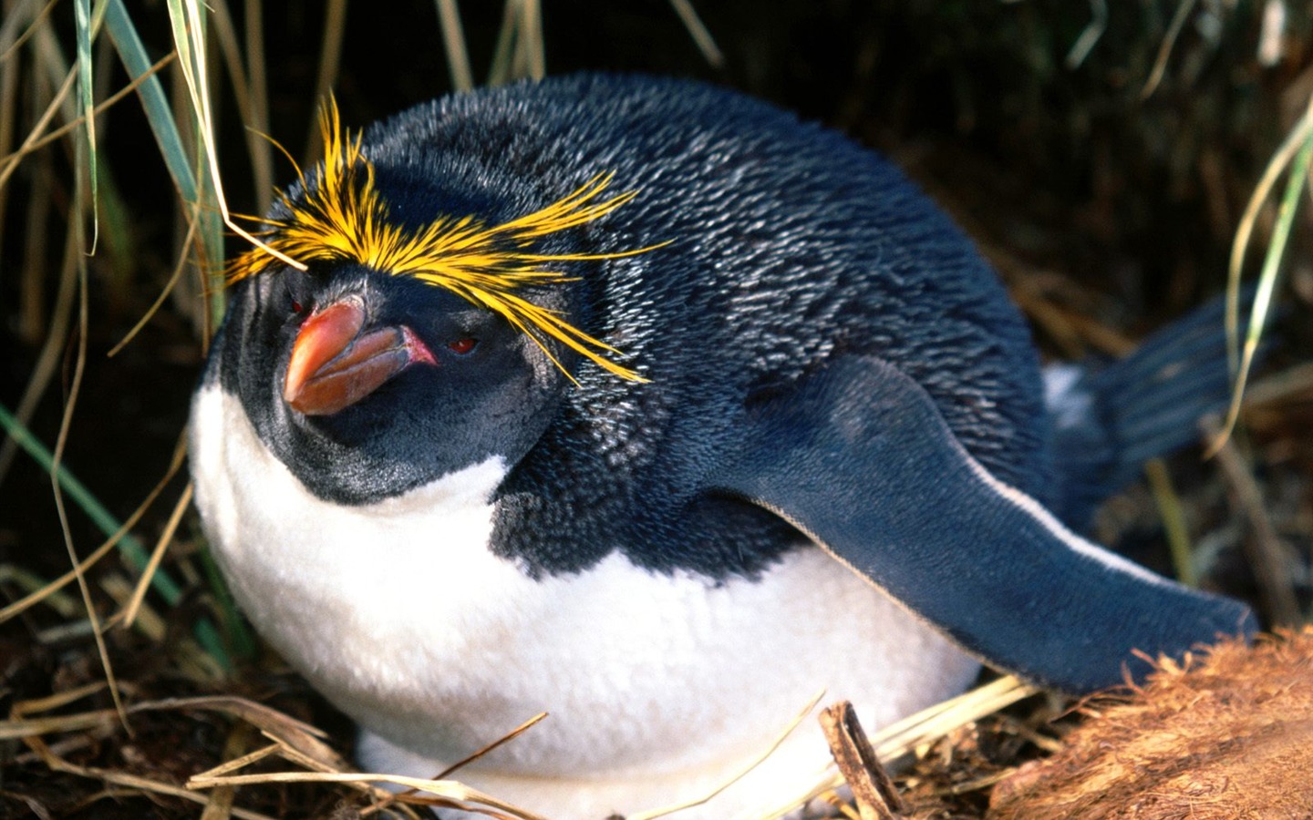 ペンギン写真の壁紙 #10 - 1440x900