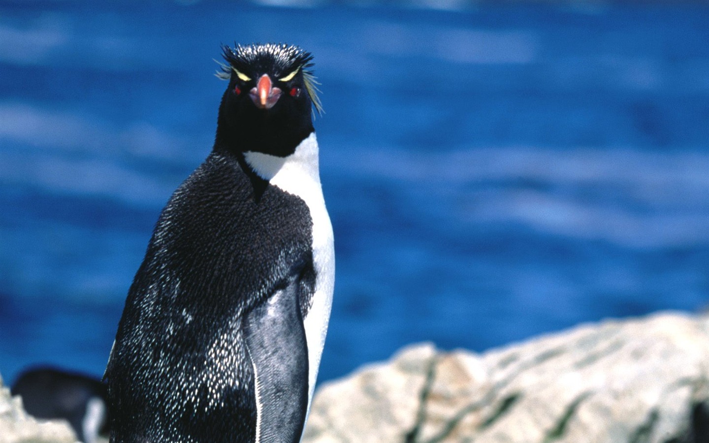 Пингвин Фото обои #11 - 1440x900