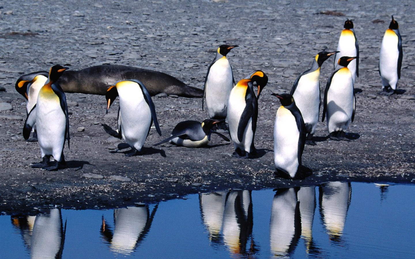 Penguin Fondos de Fotografía #15 - 1440x900