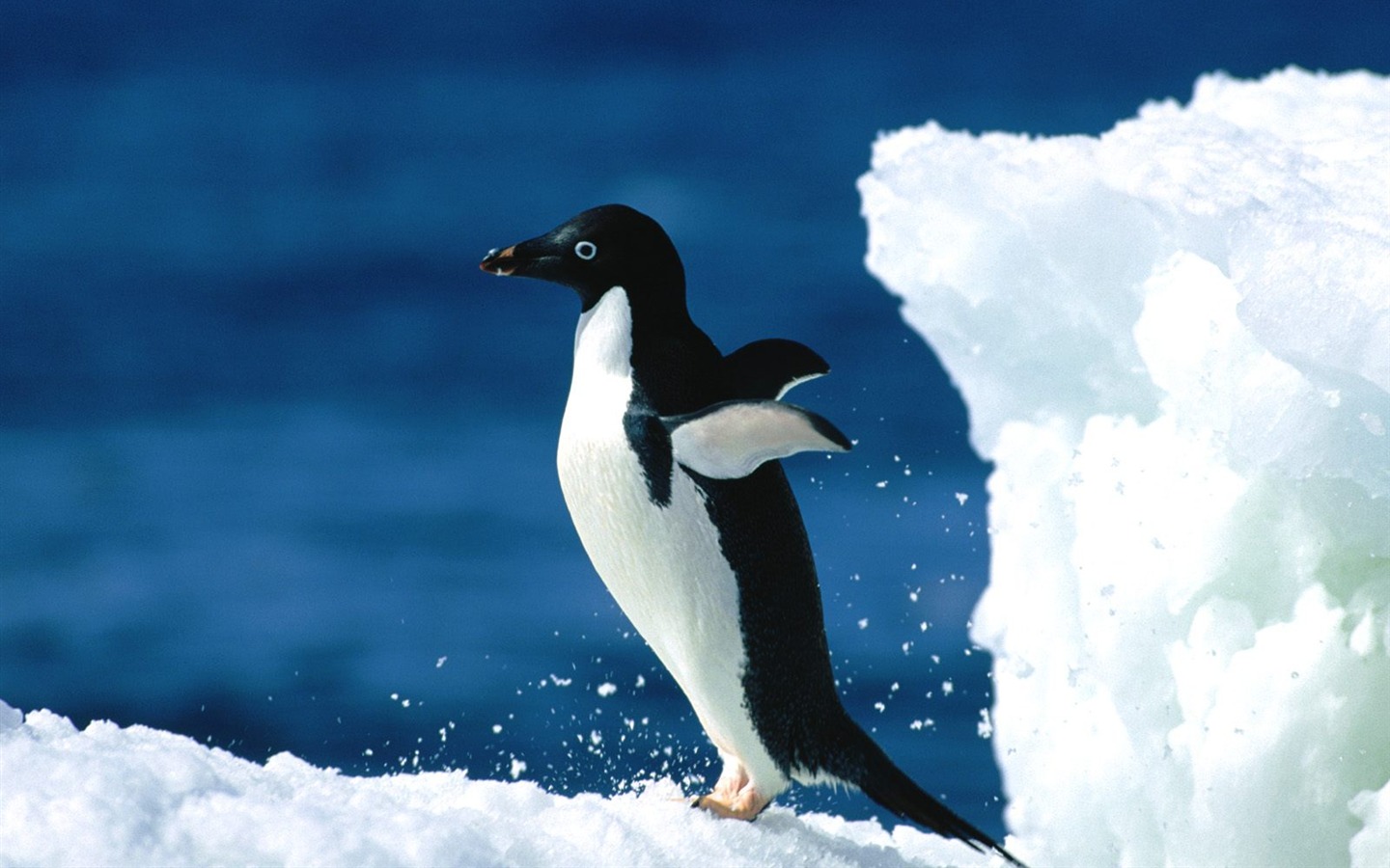 Пингвин Фото обои #17 - 1440x900