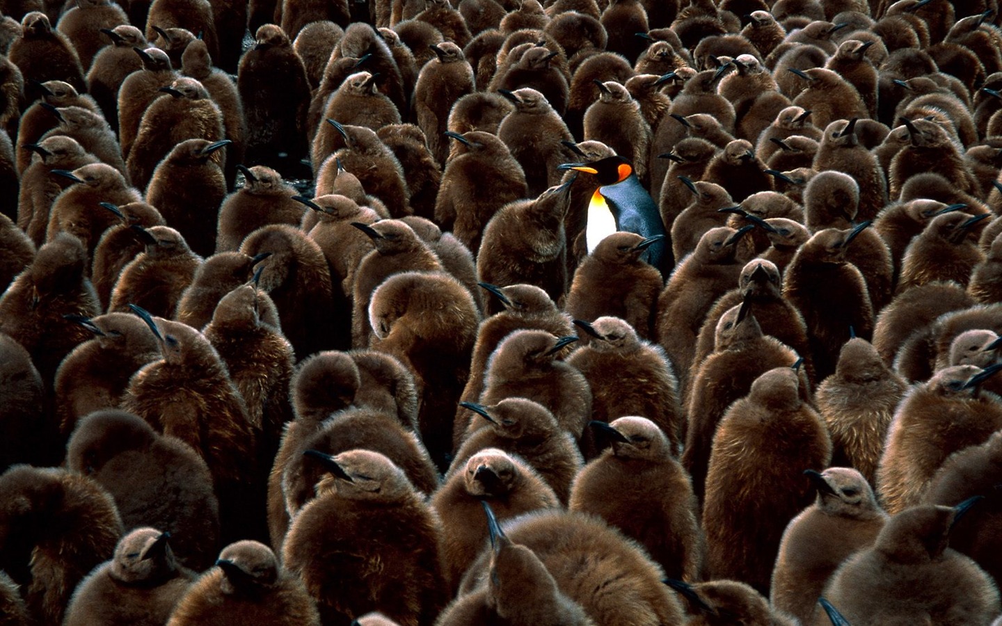 Penguin Photo Wallpaper #23 - 1440x900
