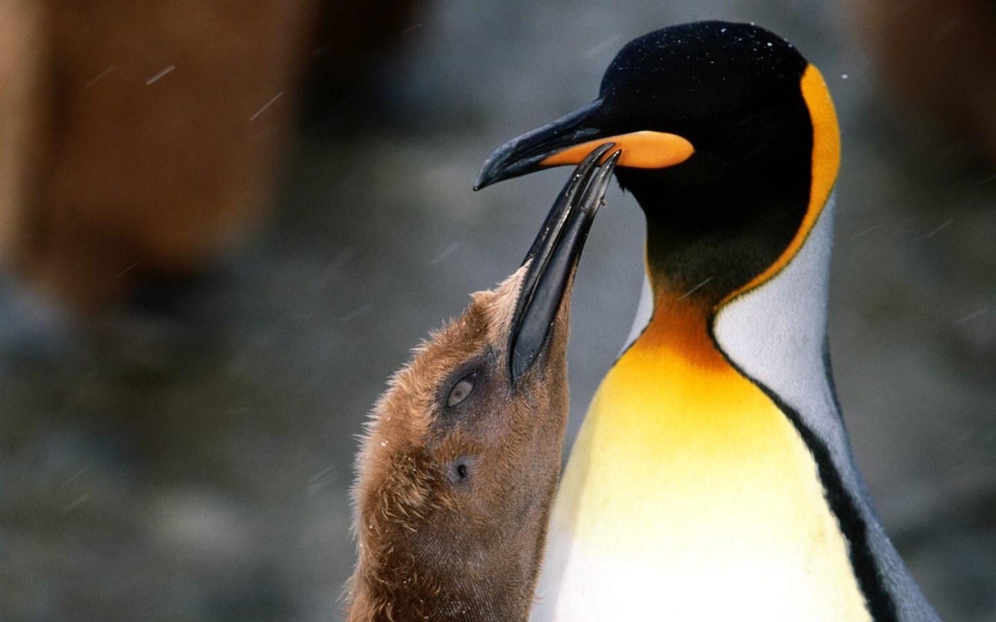 Penguin Fondos de Fotografía #28 - 1440x900