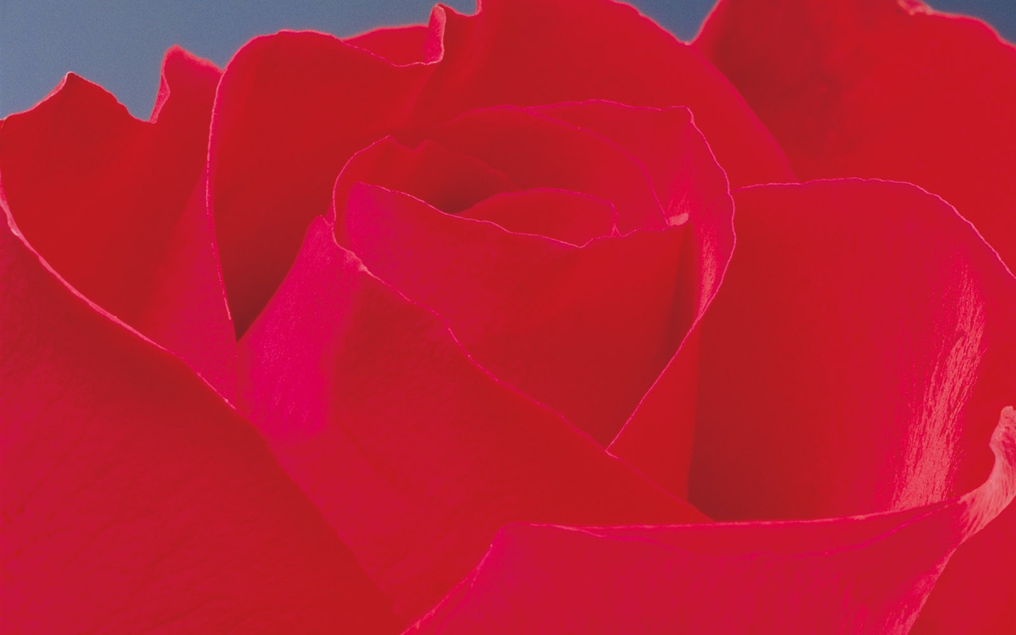 Rose Fondos de Fotografía (2) #9 - 1440x900