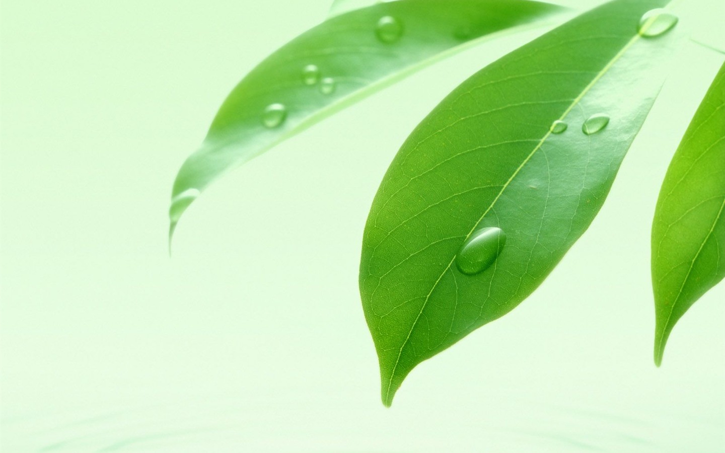 Watermark свежих зеленых листьев обои #8 - 1440x900