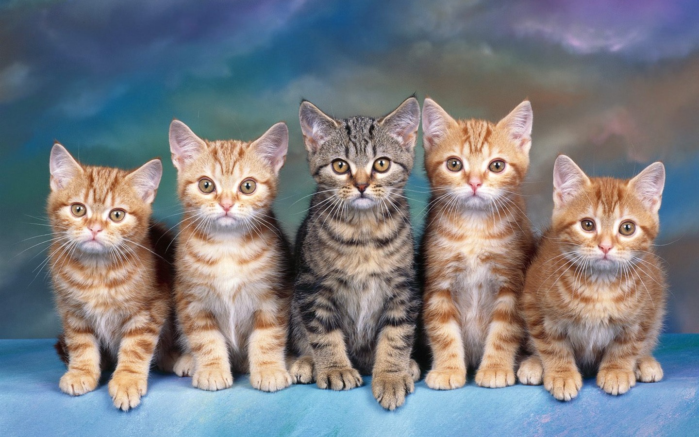 1600 Cat Photo Wallpaper (2) #20 - 1440x900