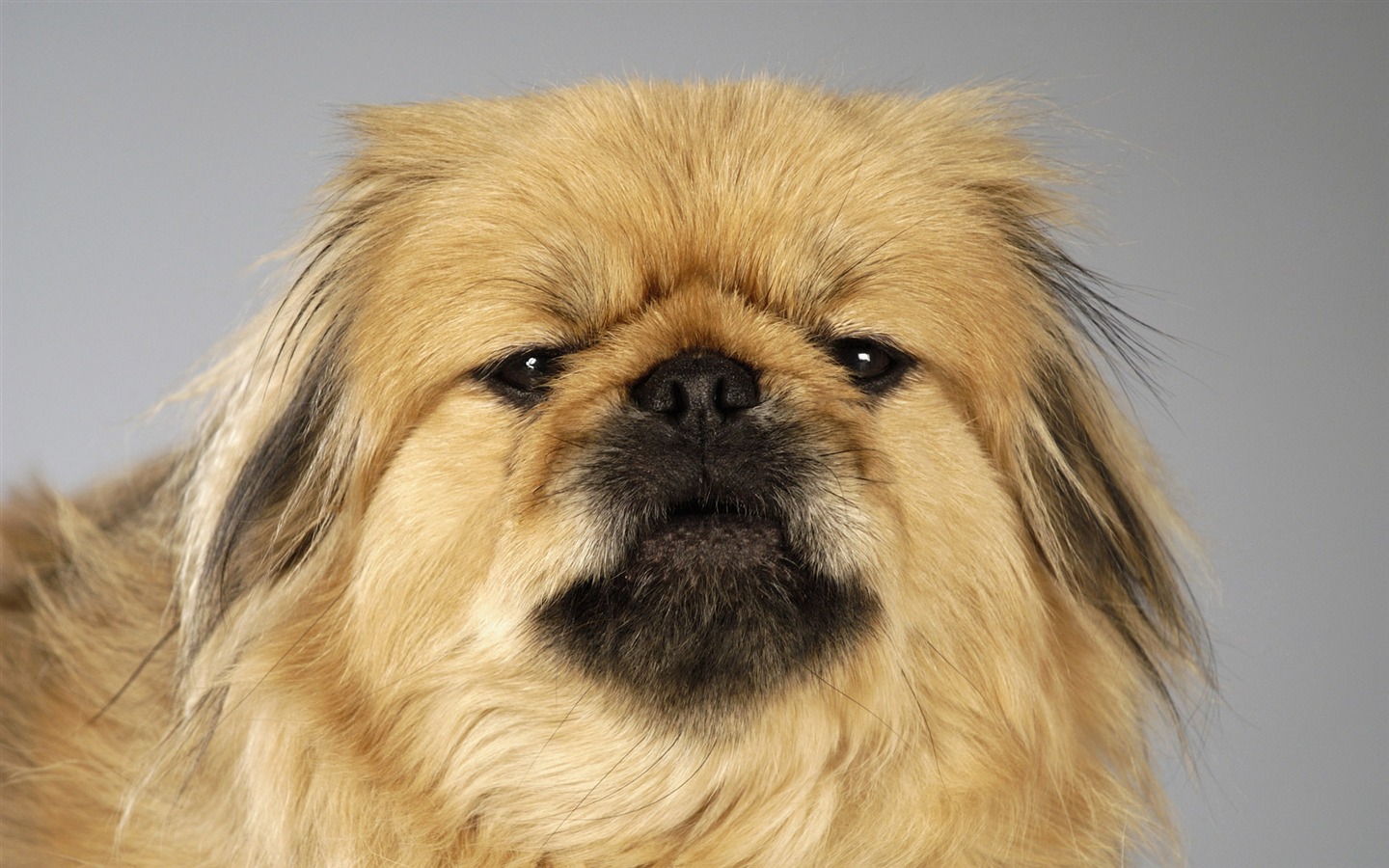 Cachorro de fotos HD fondos de pantalla (6) #9 - 1440x900