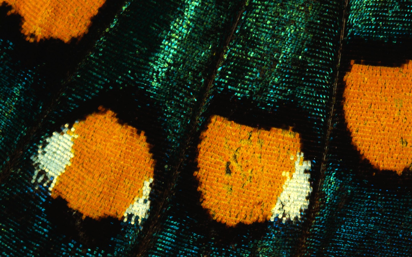 화려한 깃털 날개 클로즈업 벽지 (1) #6 - 1440x900
