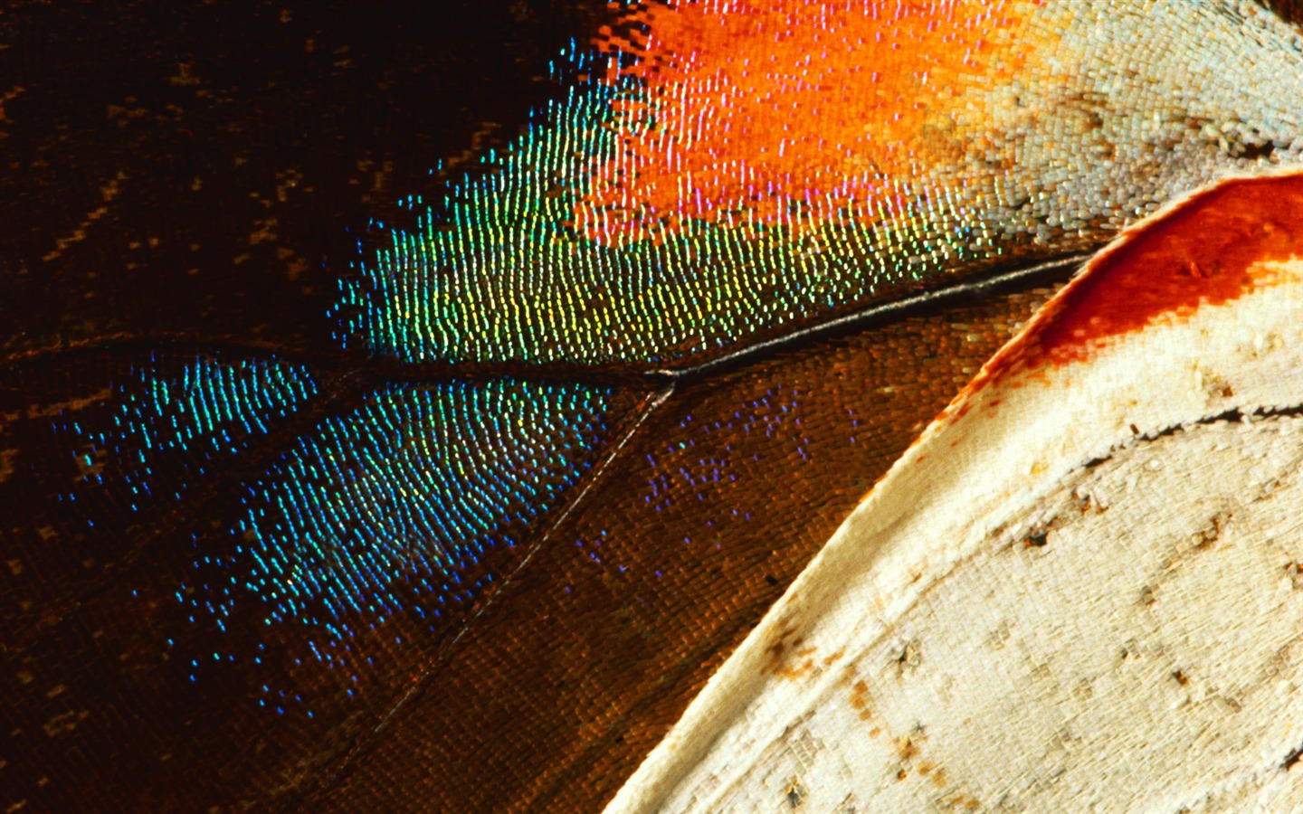 Colorful feather wings close-up wallpaper (1) #7 - 1440x900