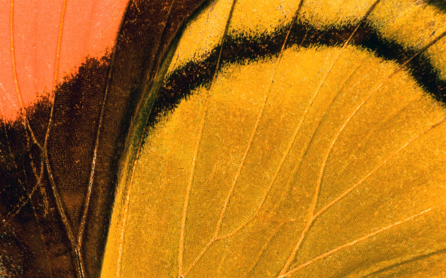 화려한 깃털 날개 클로즈업 벽지 (1) #11 - 1440x900