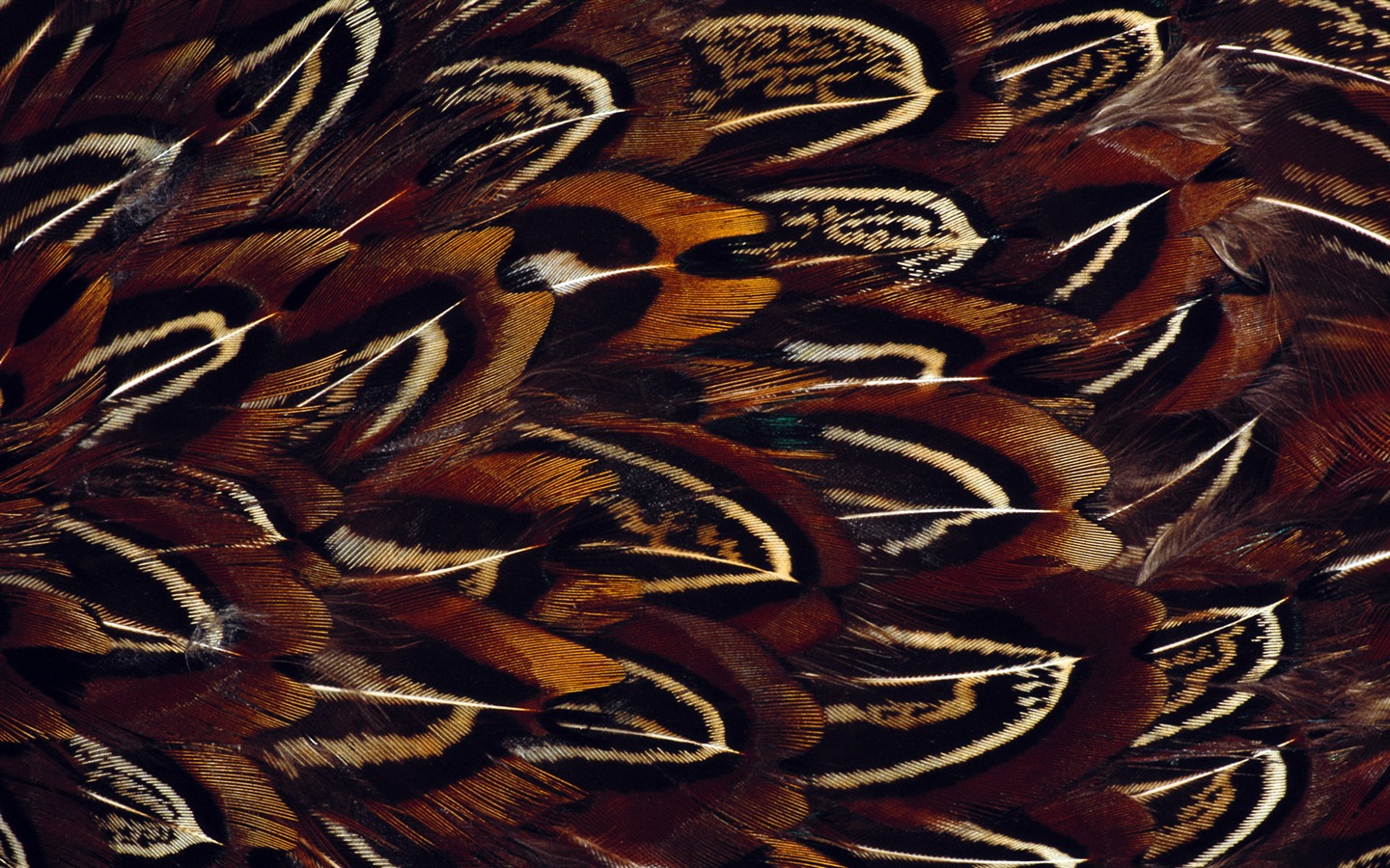 화려한 깃털 날개 클로즈업 벽지 (1) #13 - 1440x900