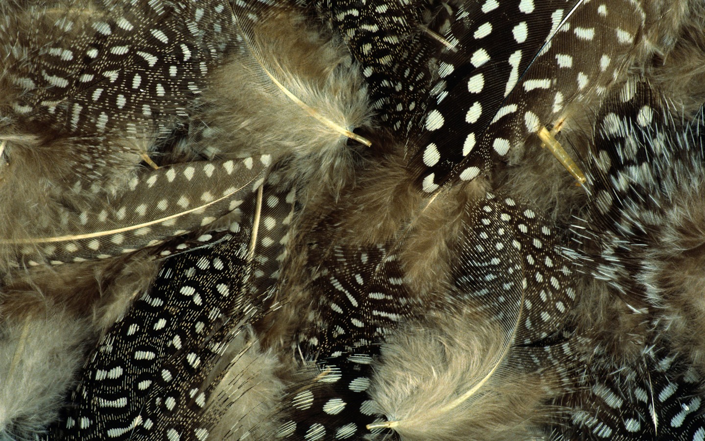 화려한 깃털 날개 클로즈업 벽지 (1) #14 - 1440x900