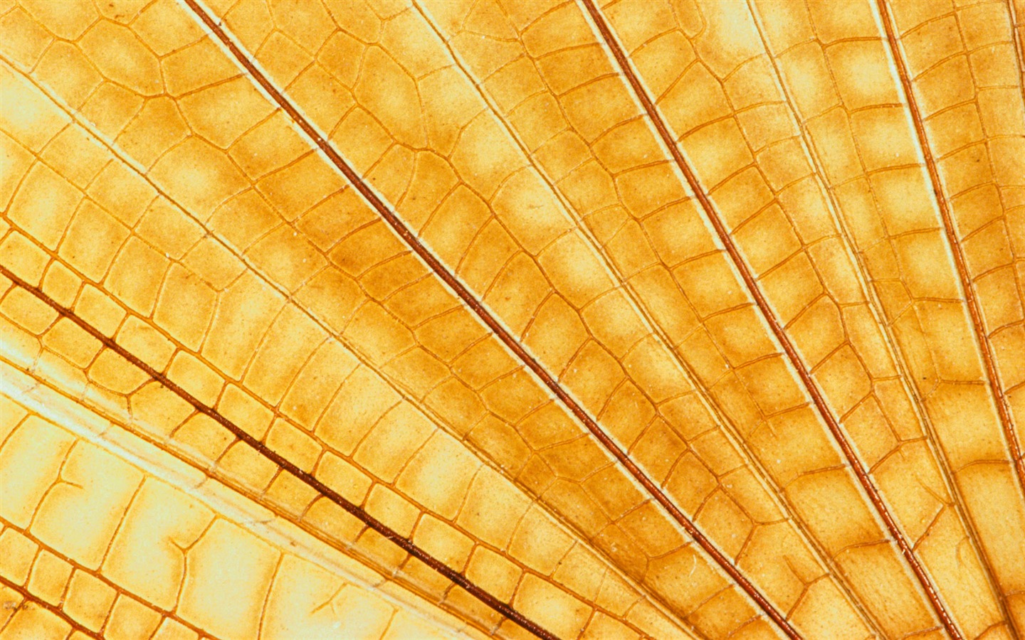 Colorful feather wings close-up wallpaper (1) #15 - 1440x900