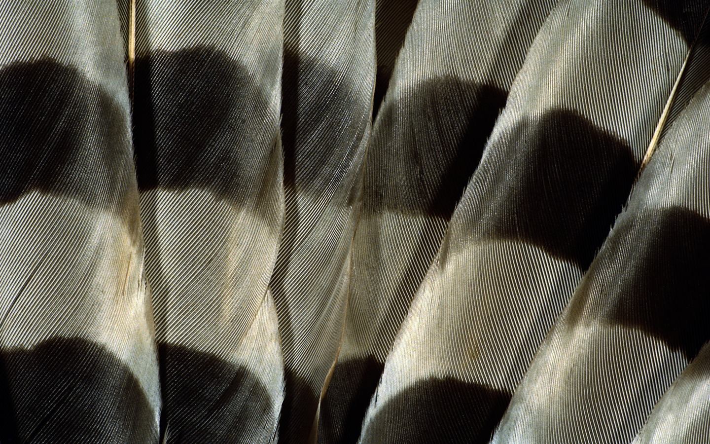 Цветной крыльев перо макро обои (1) #17 - 1440x900