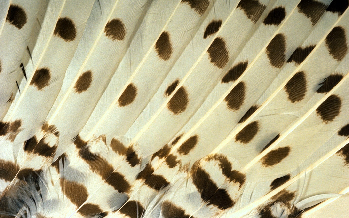 Цветной крыльев перо макро обои (1) #18 - 1440x900