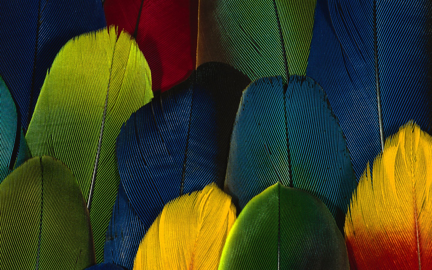 ailes de plumes colorées fond d'écran en gros plan (1) #20 - 1440x900