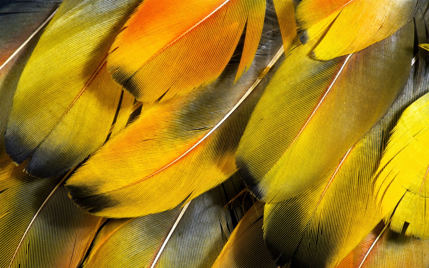 Цветной крыльев перо макро обои (2) #2 - 1440x900