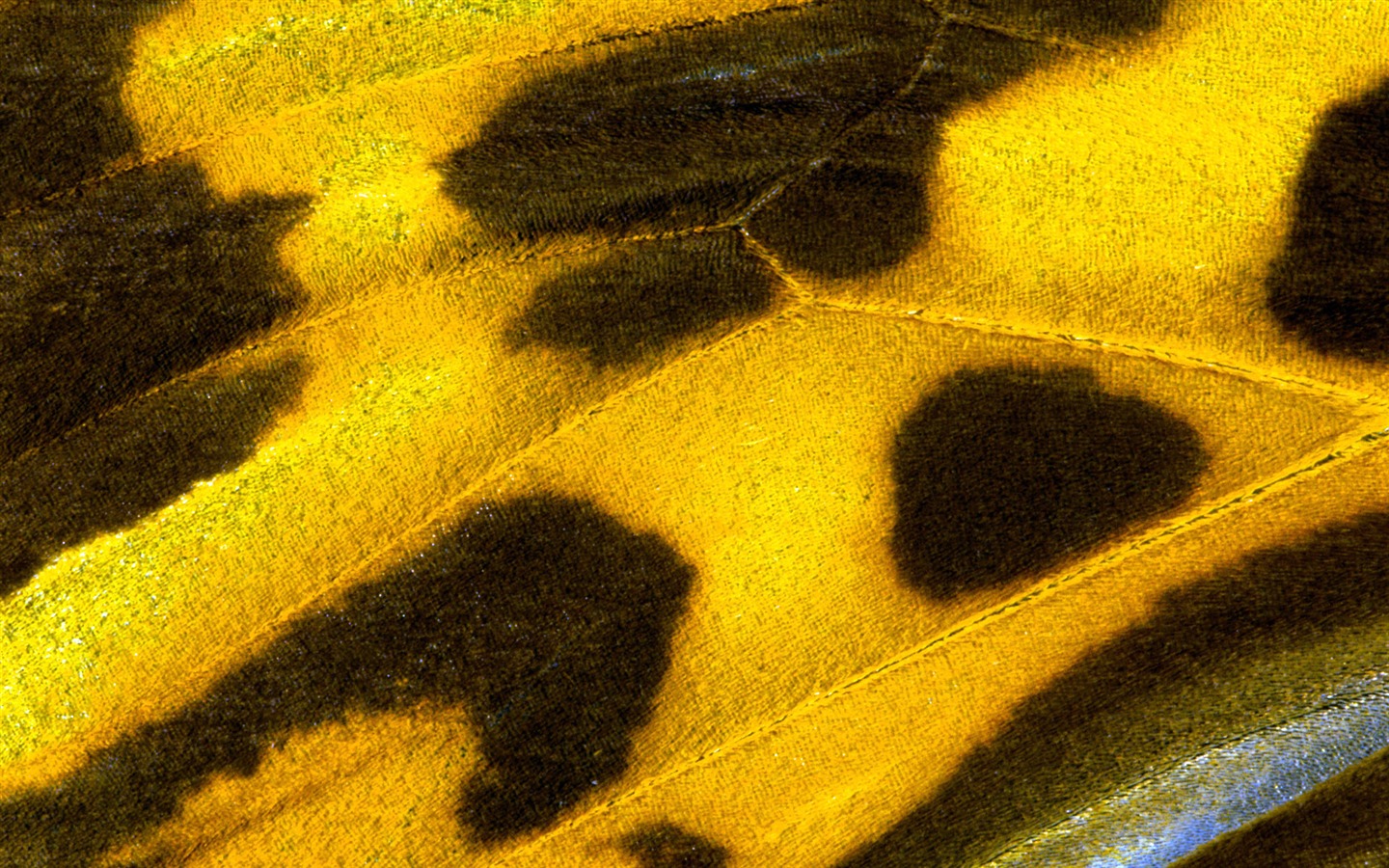 barevné peří křídla close-up tapetu (2) #7 - 1440x900