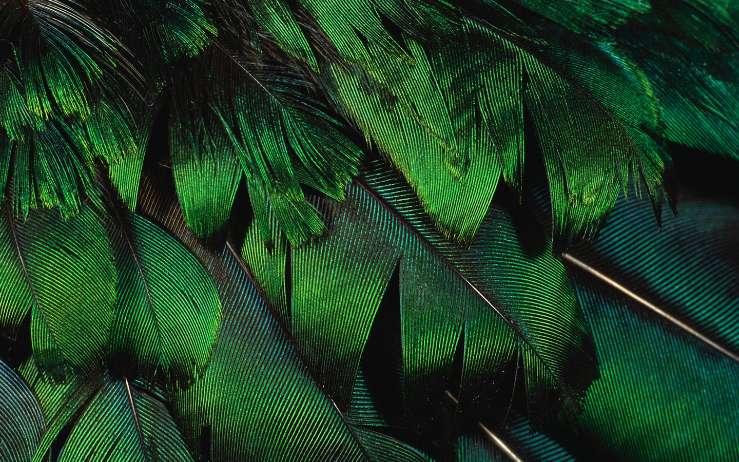 Цветной крыльев перо макро обои (2) #9 - 1440x900