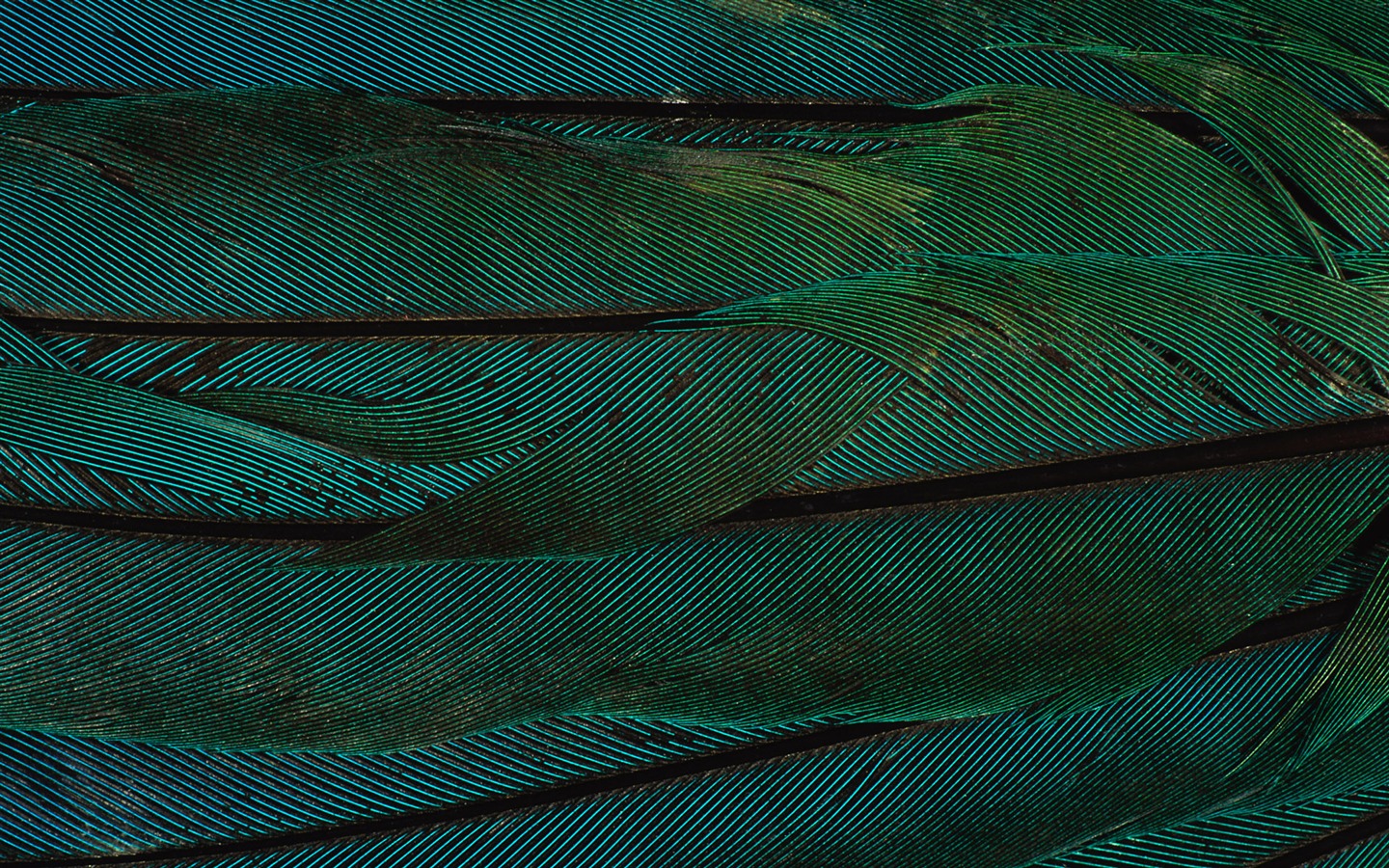 Цветной крыльев перо макро обои (2) #10 - 1440x900