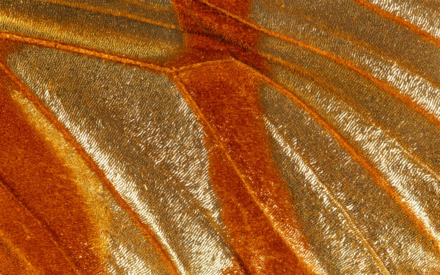 ailes de plumes colorées wallpaper close-up (2) #11 - 1440x900