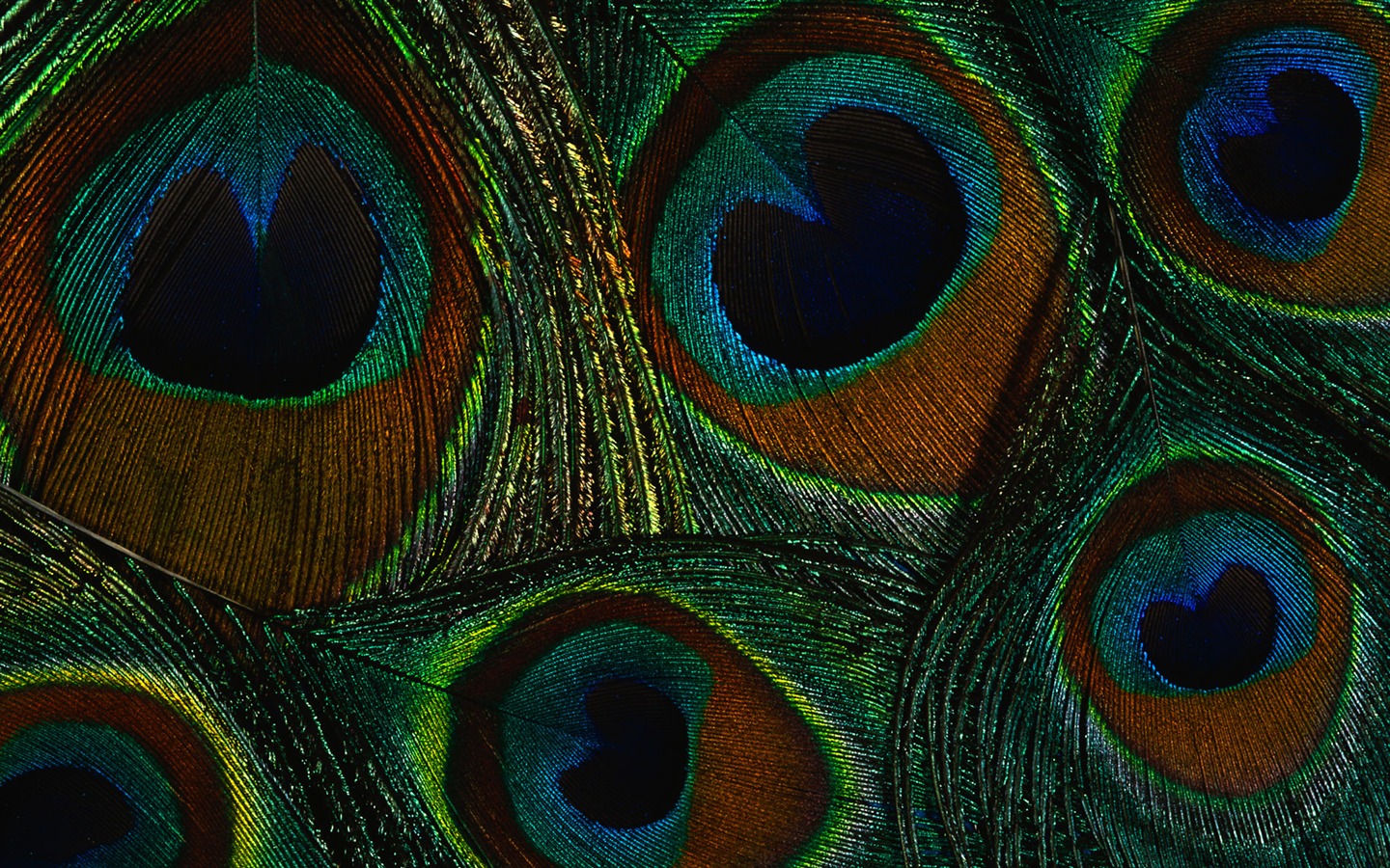 Цветной крыльев перо макро обои (2) #20 - 1440x900